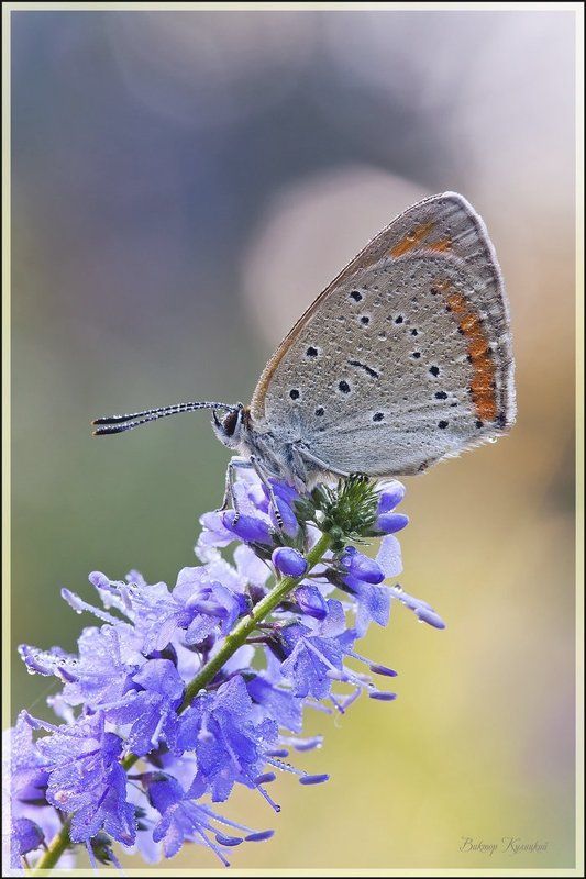 *** фото превью