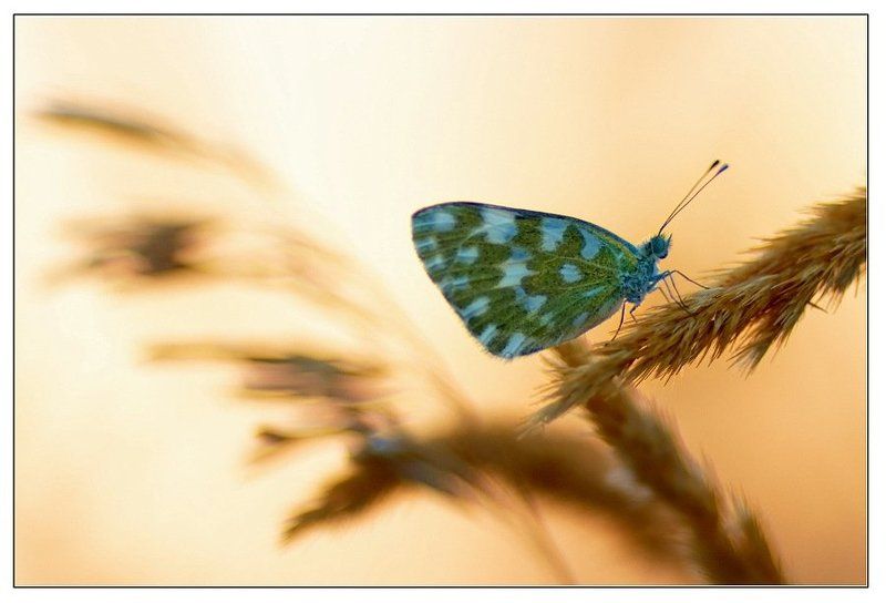 бабочки, белянки про рапсовых белянок фото превью