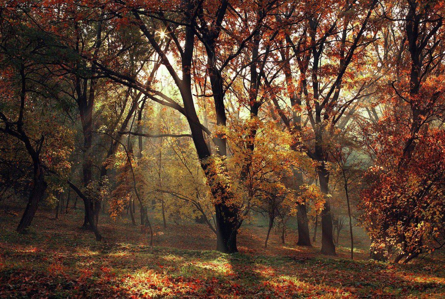 , Alexandru Popovski