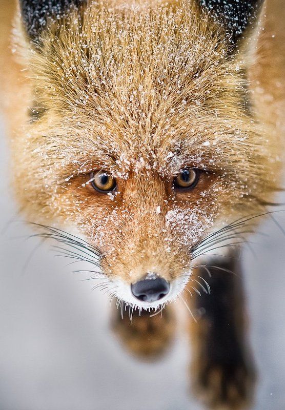 лис *** фото превью