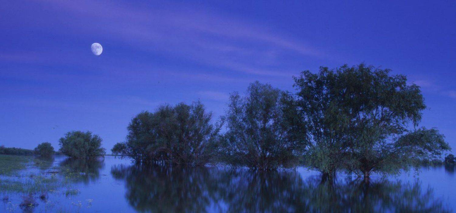 луна.вечер.деревья.вода.река., Вадим