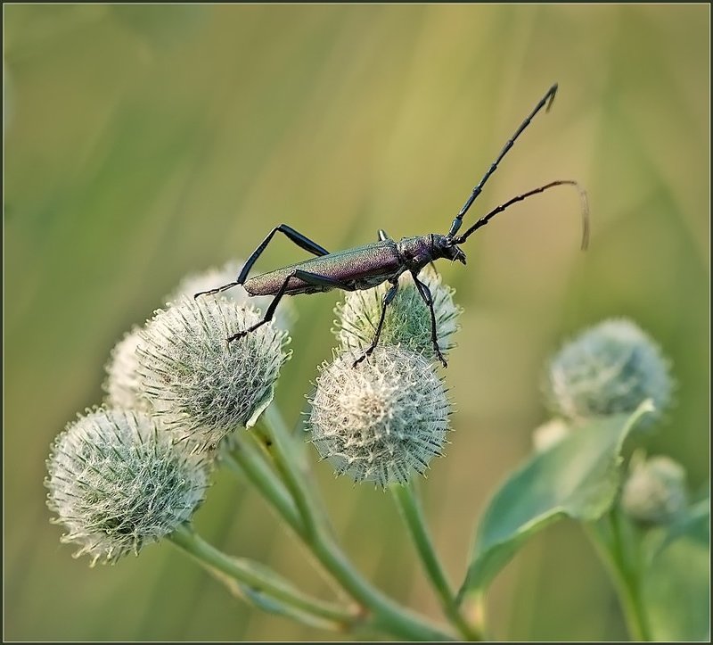 Дневной дозор. фото превью