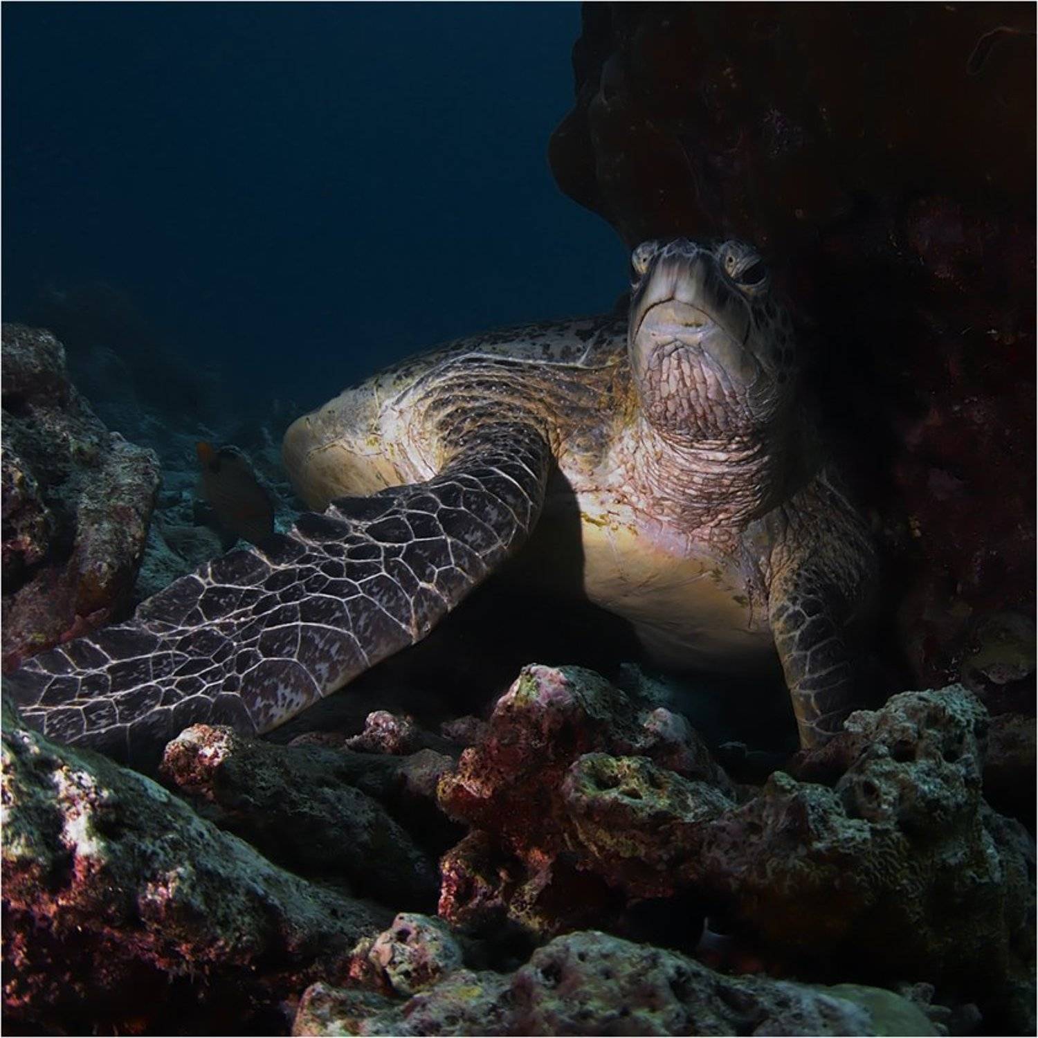 глыбако, Нетушки