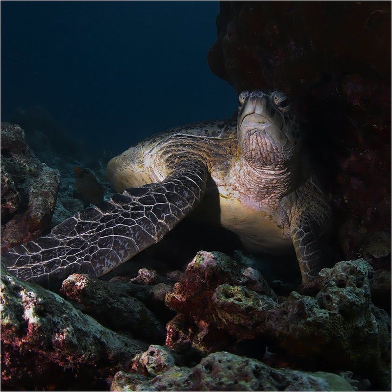 глыбако Сомнения грызут её бессмертную душу фото превью