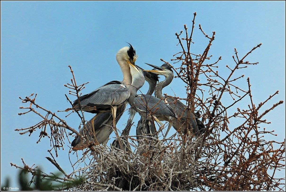 цапля,серая,гнездо,птенцы,кормление,июнь, Александр Чувилин