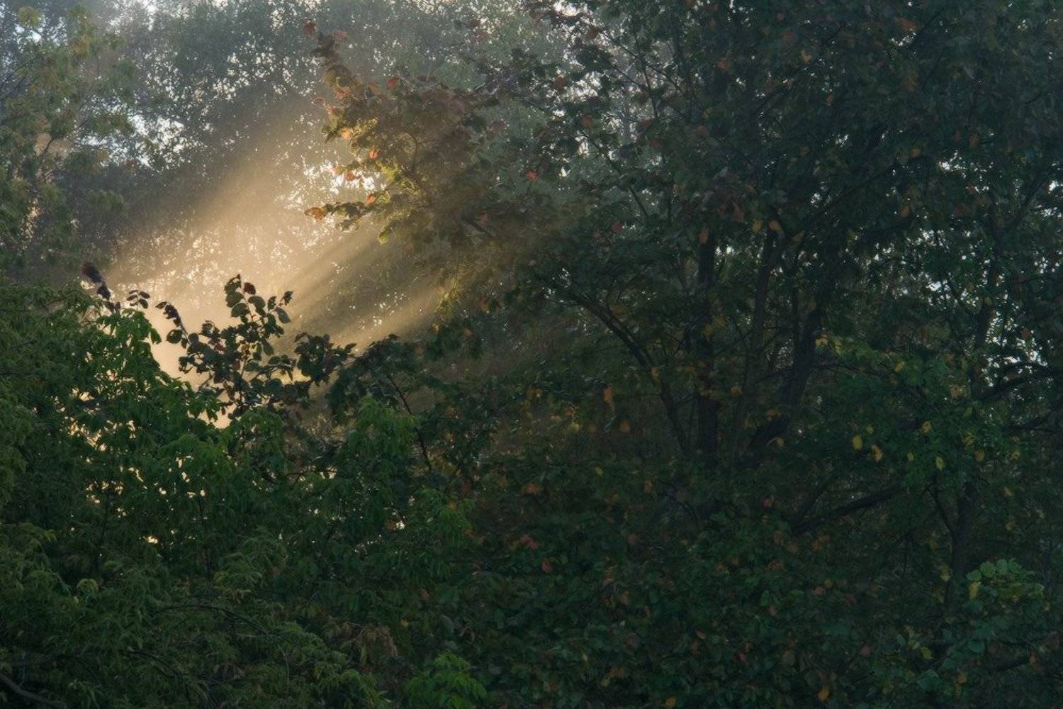 яблоки, свет, осень, листва, утро, Art Loo