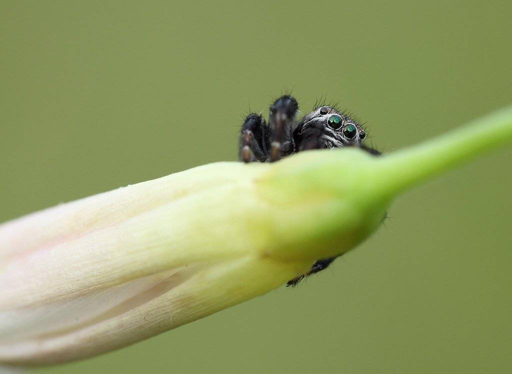 паук, прыгун, Сергей Таланов