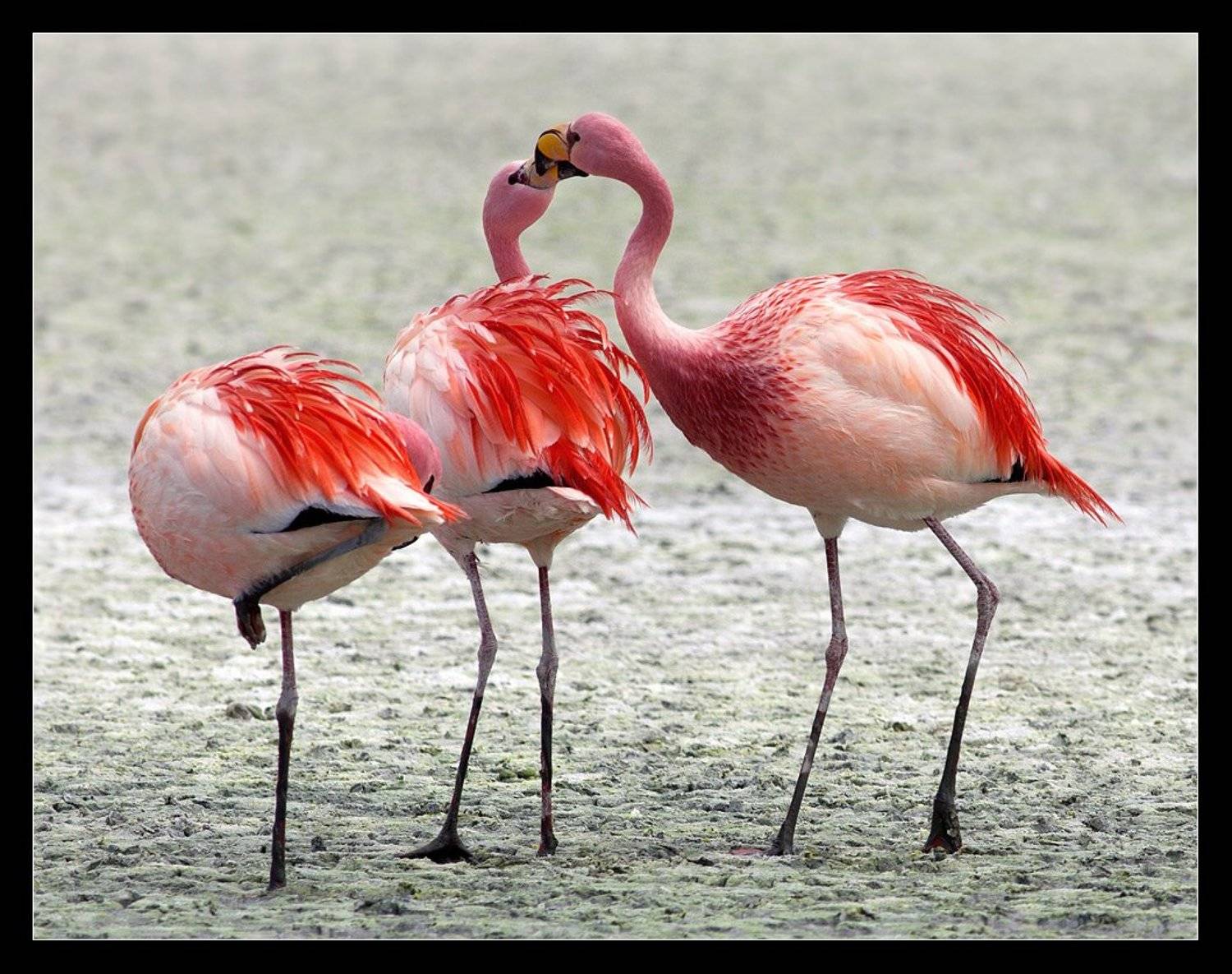 фламинго,боливия, Виктория Роготнева