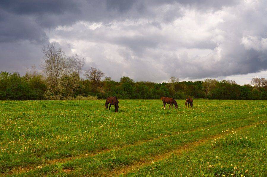 , Светлана Щемелева