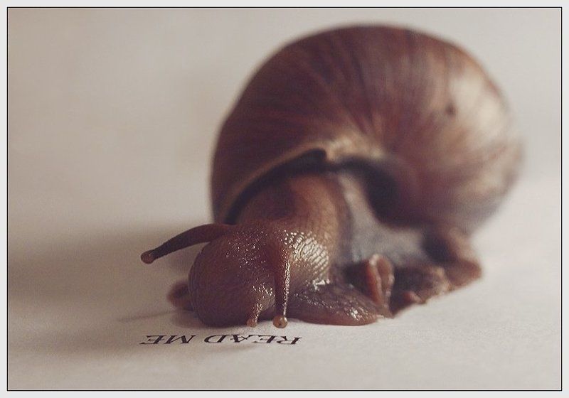 Трудности перевода фото превью