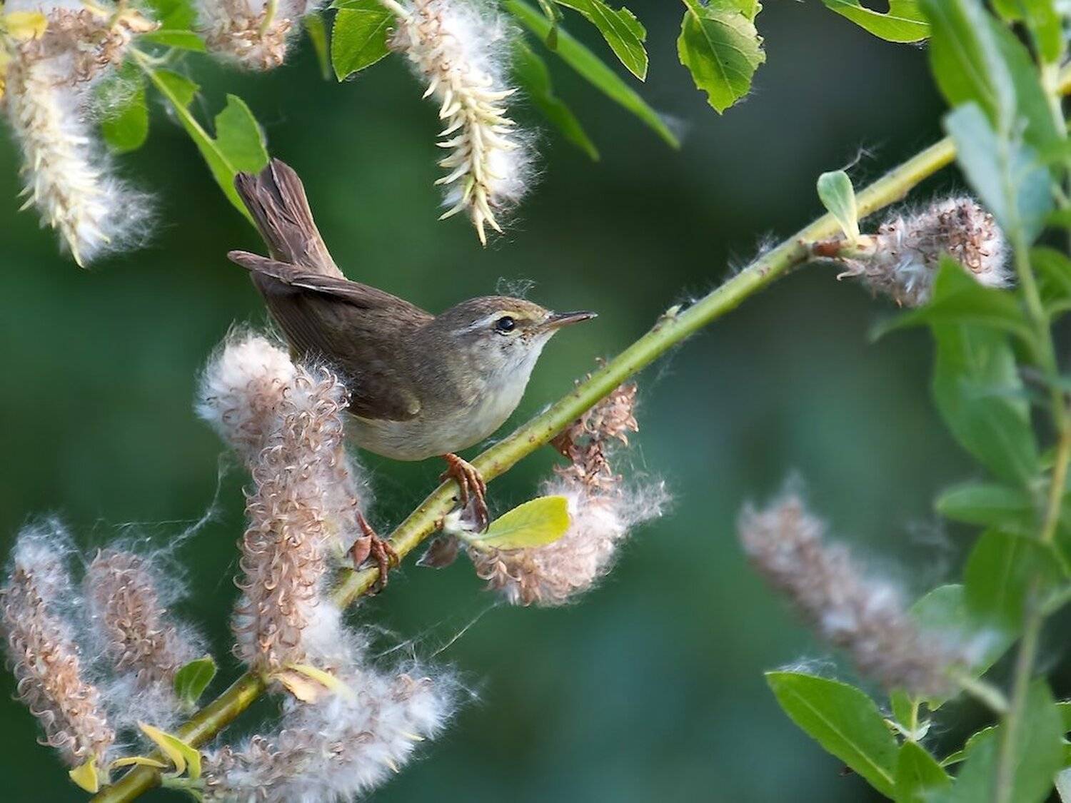 птицы , пеночка-весничка , фотоохота, Шатенев Константин