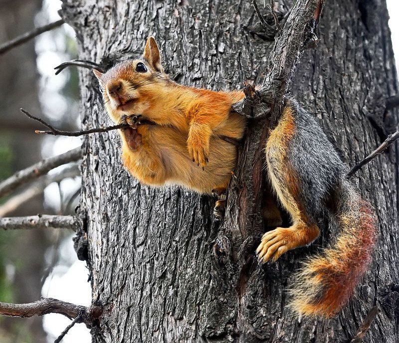 Relax фото превью