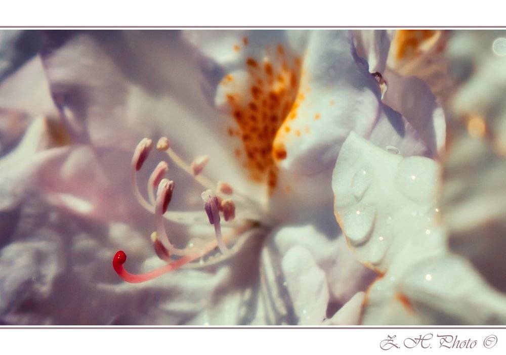 flower, red, white, pink, drops, dew, anther, Zdravko