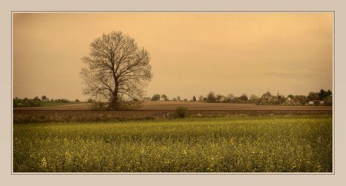 lonely tree at road (version)