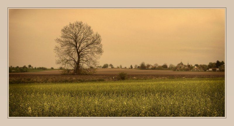 небо, пейзаж, поля, дерево lonely tree at road (version) фото превью