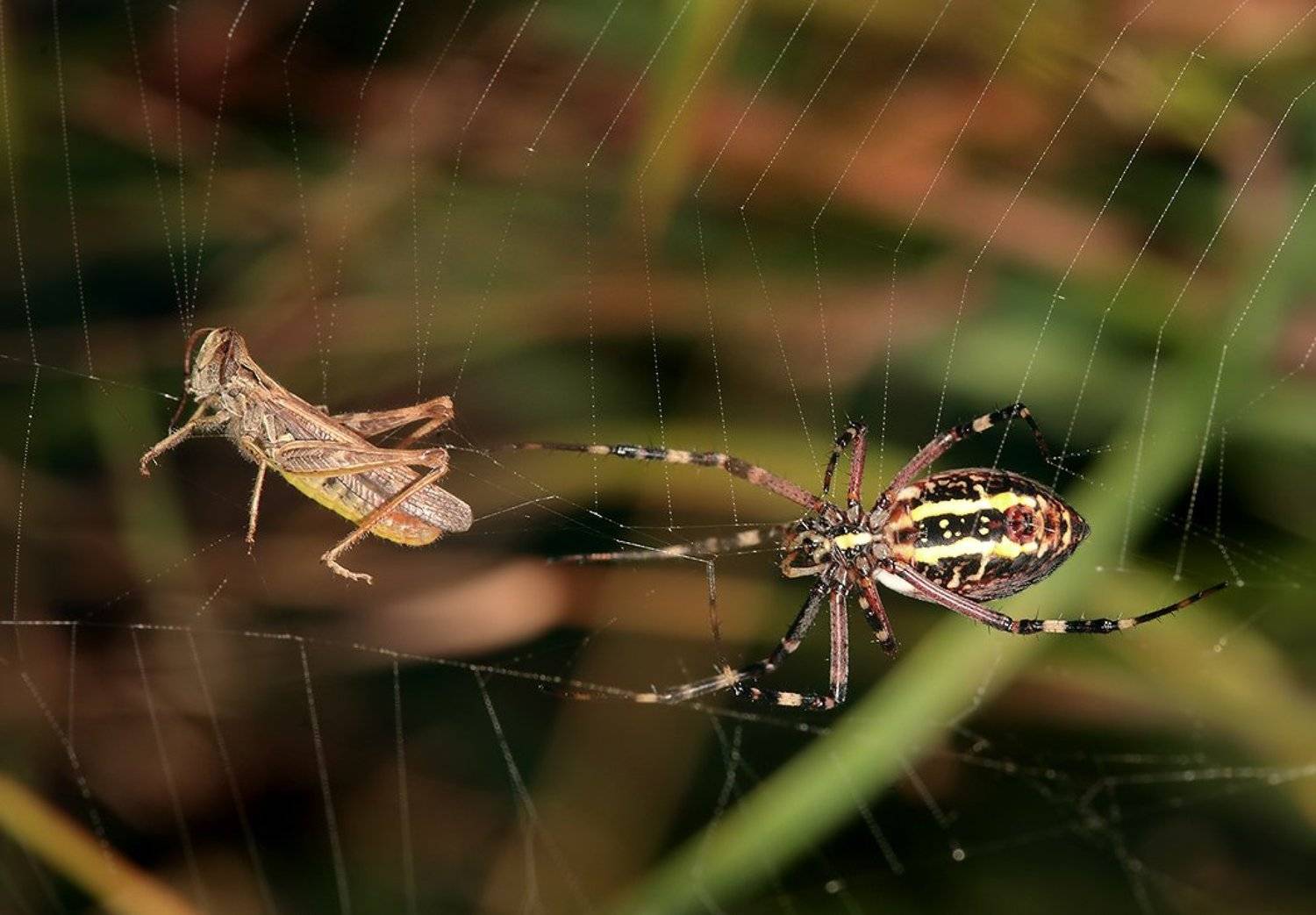 лето, трава, паук, агриопа, Олег Сурьянинов