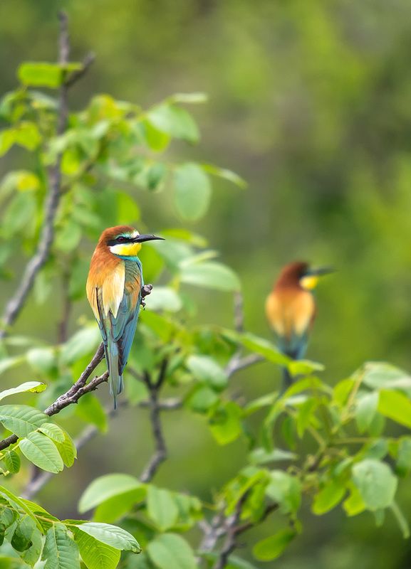 природа, фауна, птицы, щурка золотистая, птицеед Двое - я и моя тень! фото превью