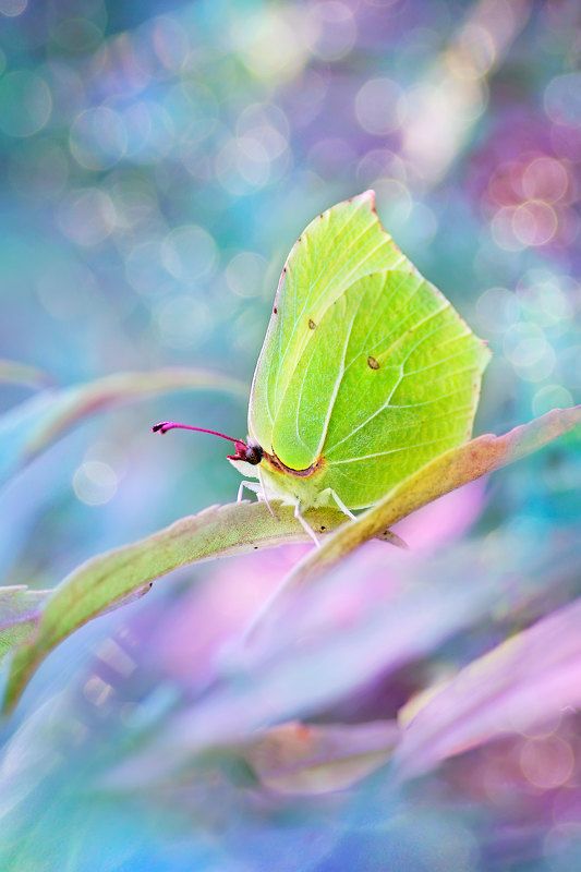 макро, бабочка, боке, лимонница, крушинница   фото превью