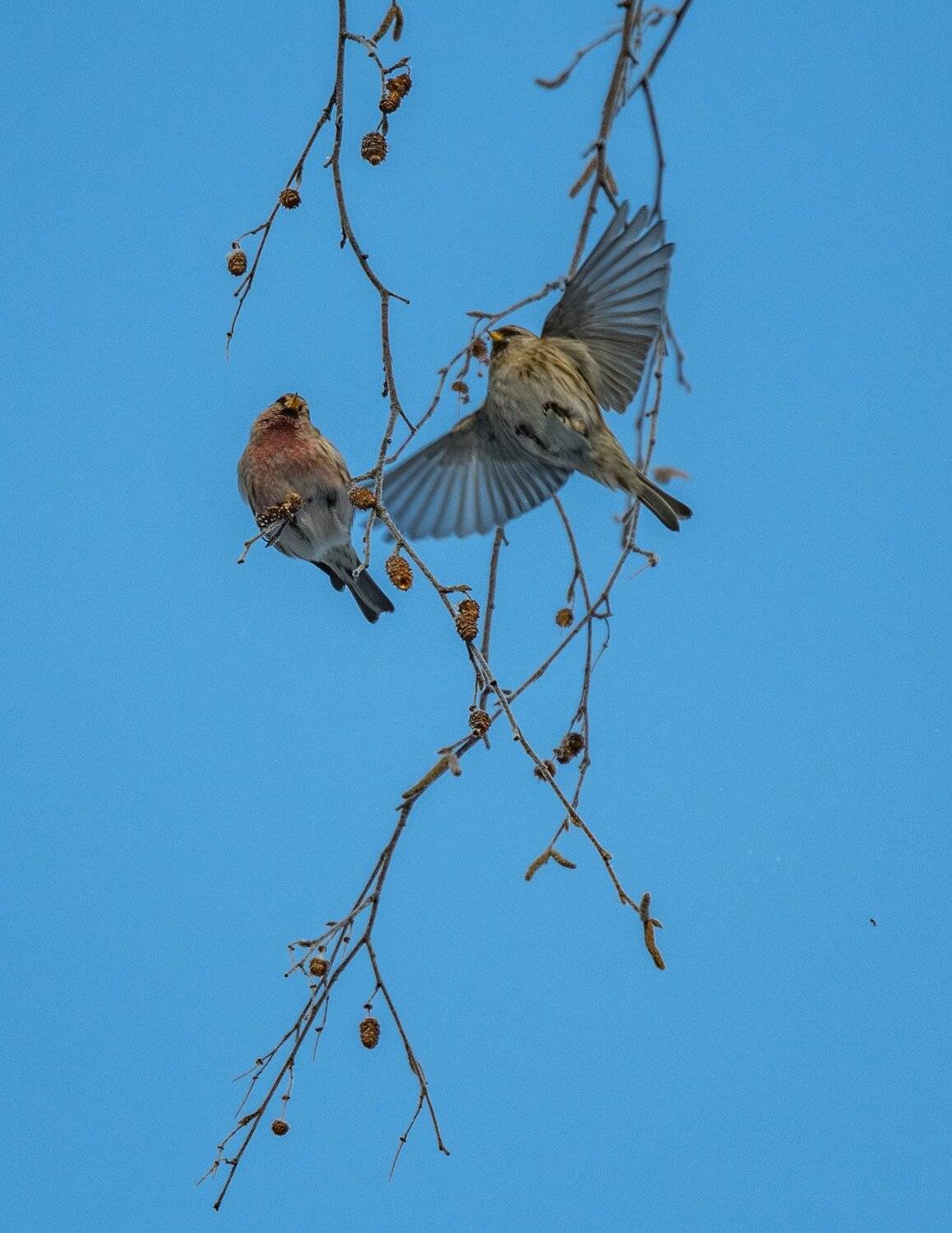 , Курлянцев Алексей