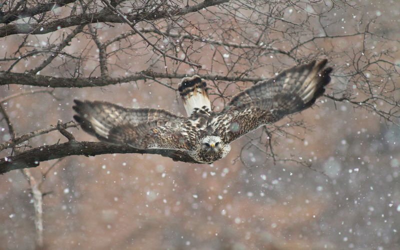 Зимняк (Buteo lagopus). фото превью