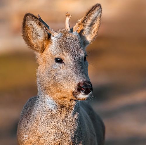 Сибирская косуля