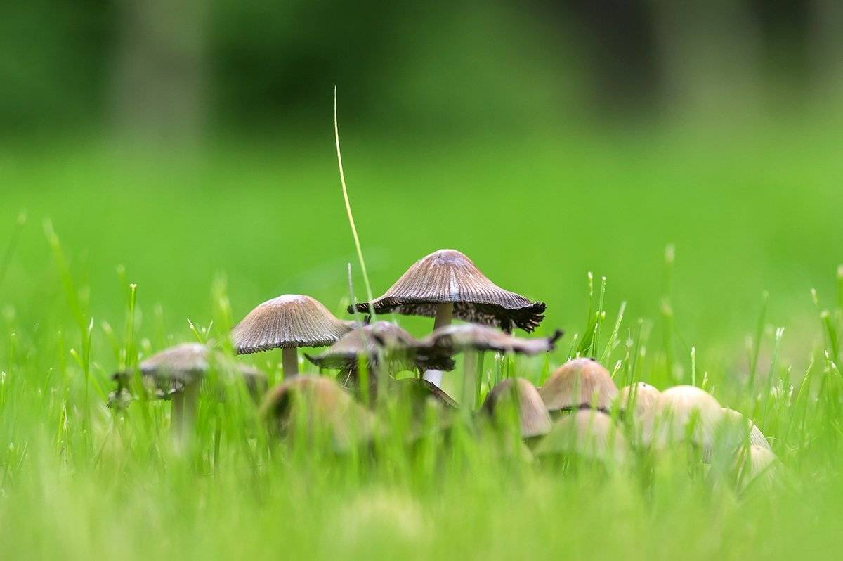 , Александр Земляной