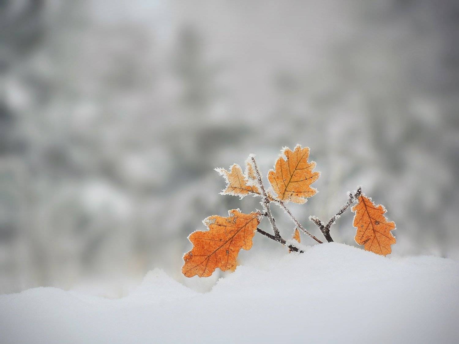 , Mihalych