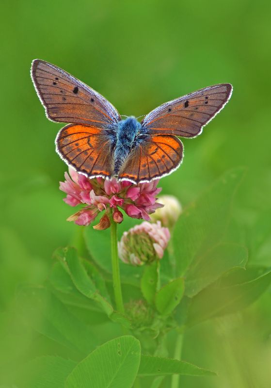 Червонец фиолетовый фото превью