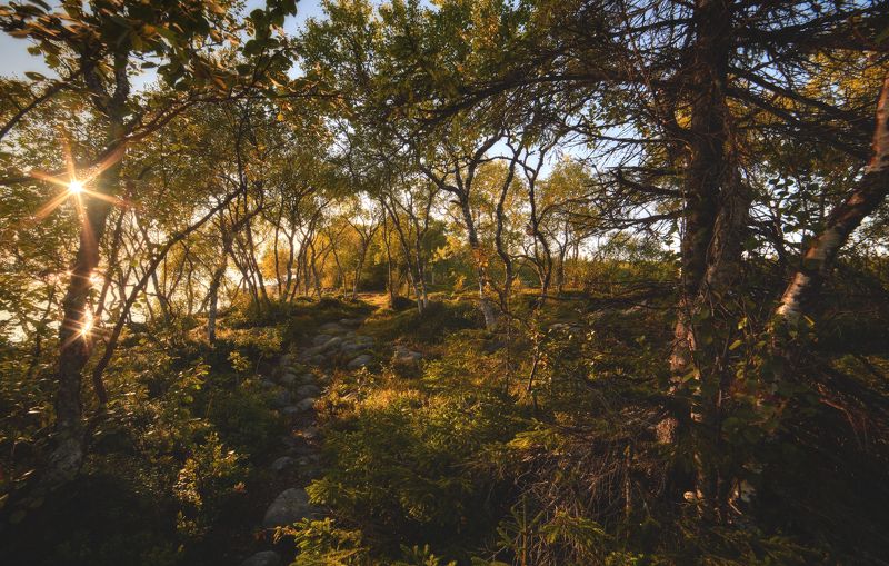 #dervod #drevo #Соловки Филипповские садки фото превью