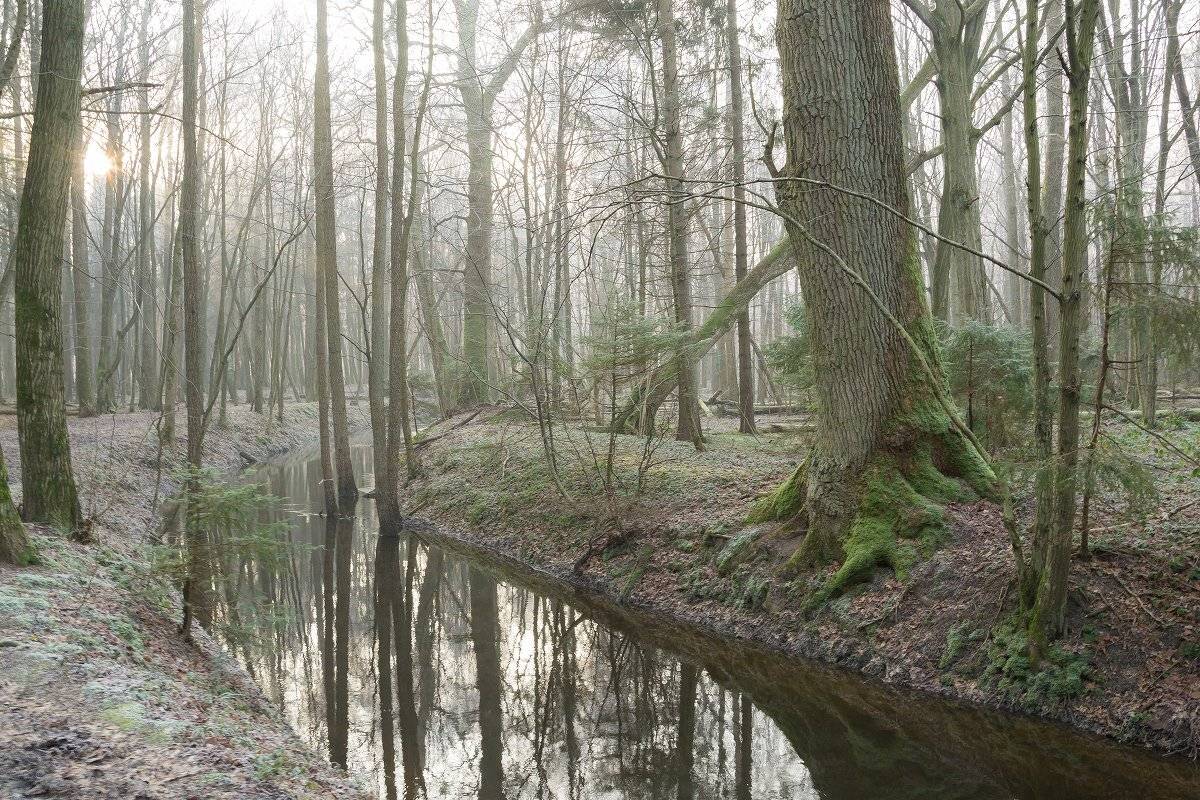 природа, лес, зима, пейзаж, Сипаева Катерина