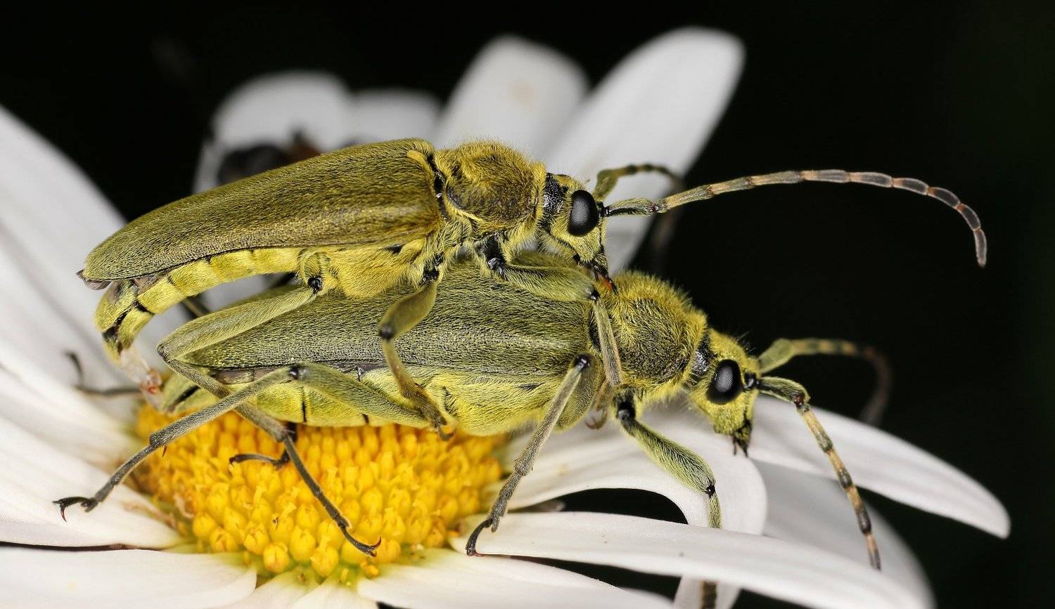жуки усачи, Александр Зорин
