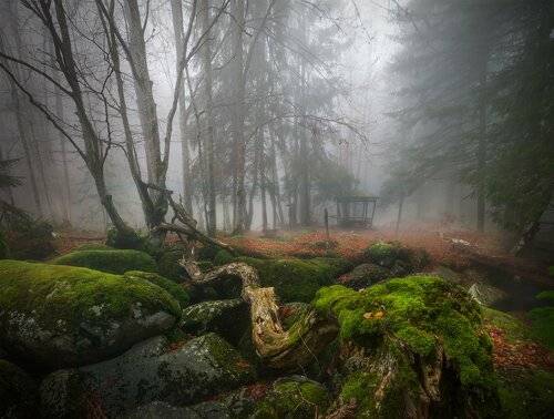 Forest stories / Autumn