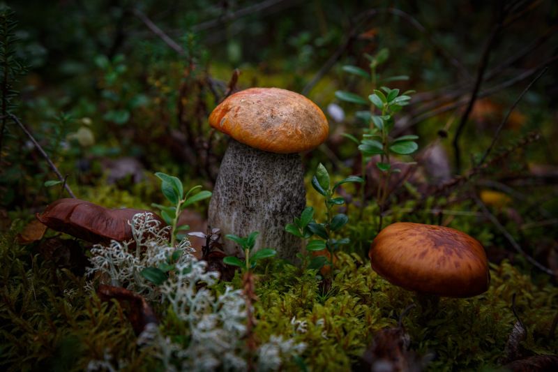 * * * фото превью