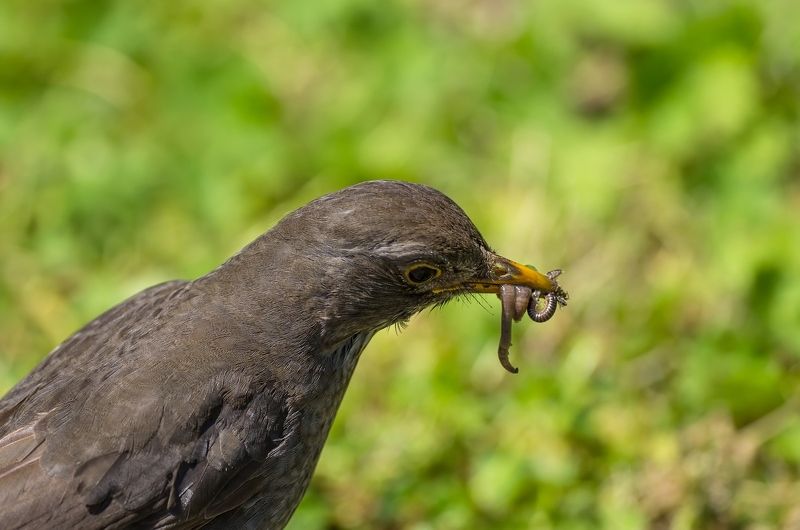 Обеденное меню фото превью