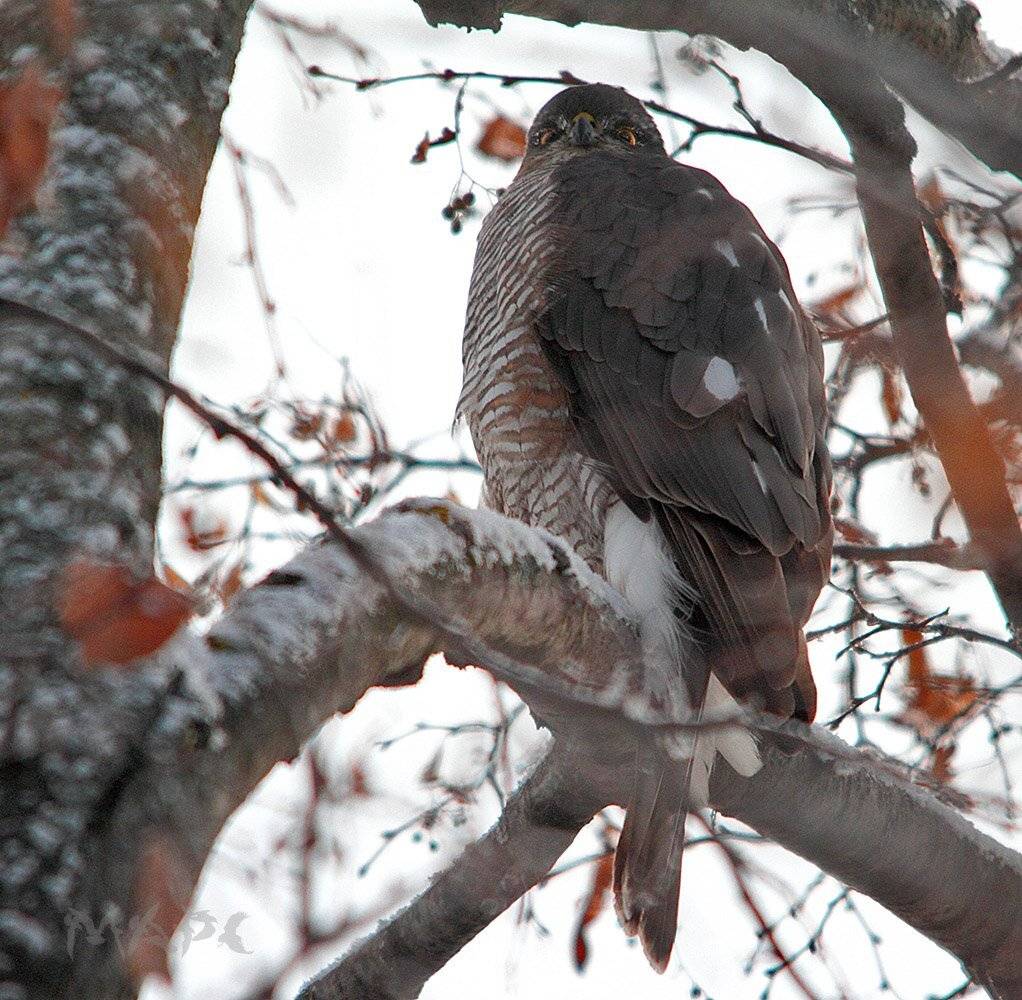 животные, птицы, , хищник, сокол-перепелятник, зима, Шангареев Марс