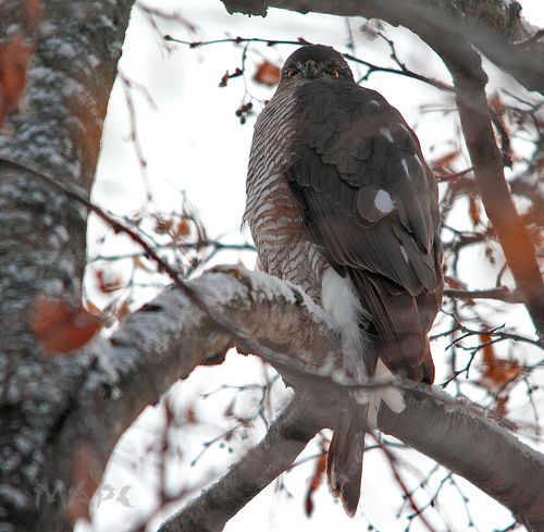 Взгляд Ястреба