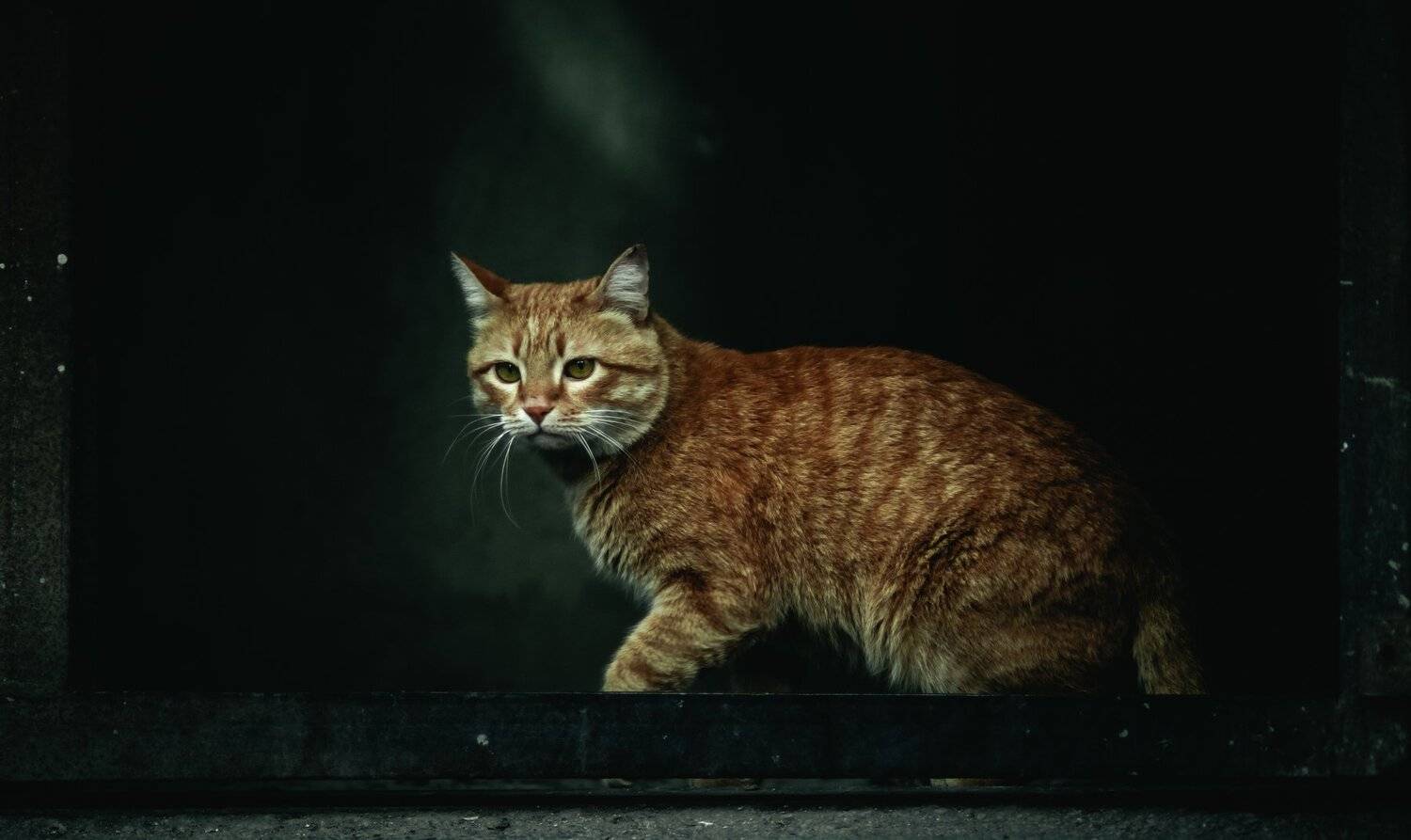 cat, animals, Miane Da