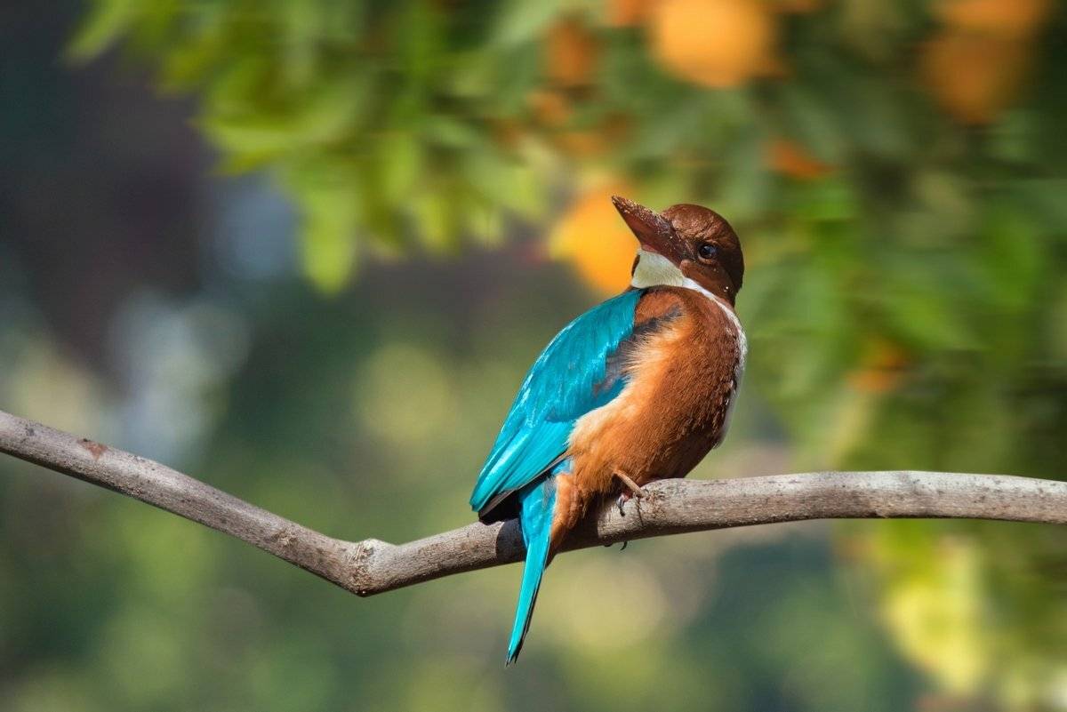 зимородок, мандарины, январь, Людмила Бекман