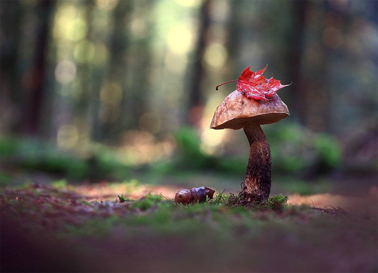 Осень,лес,гриб., Viktor Schneider