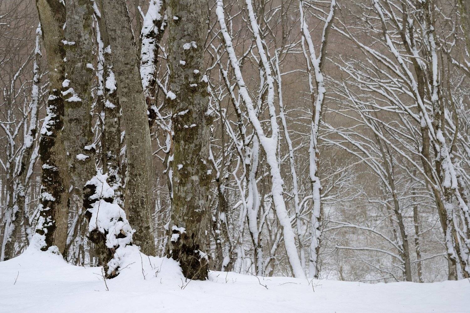 зима лес снег утро, Александр Жарников