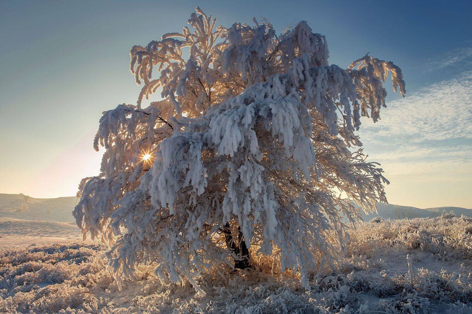 снег иней зима дерево закат, Качурин Алексей