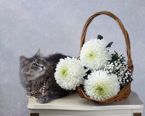 Масяня с белыми хризантемами