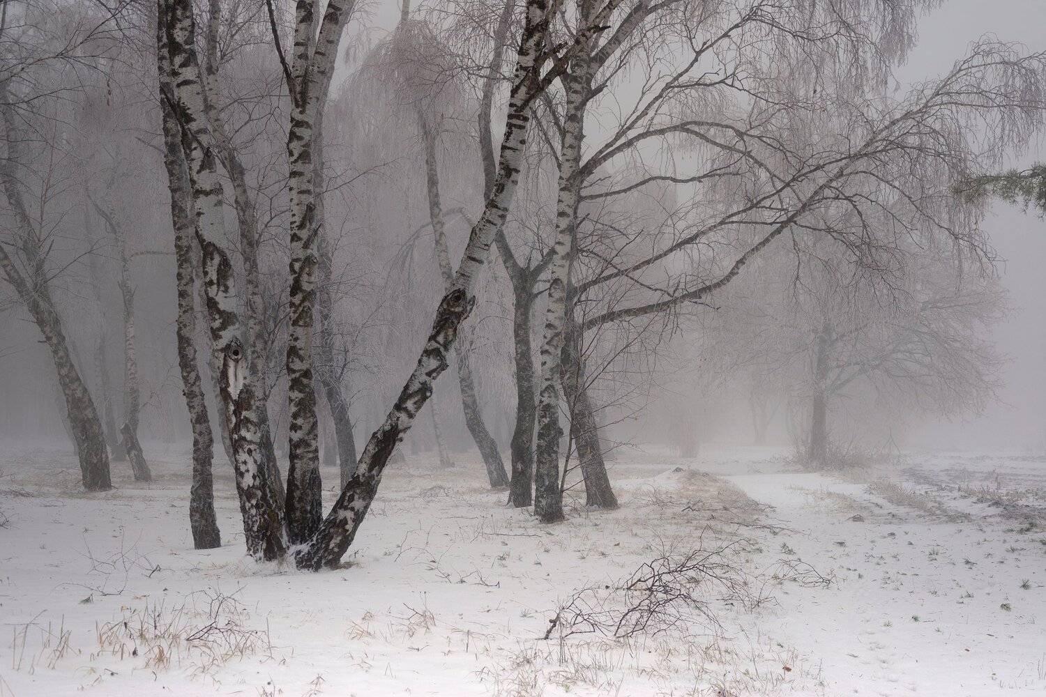 зима лес снег утро туман, Александр Жарников