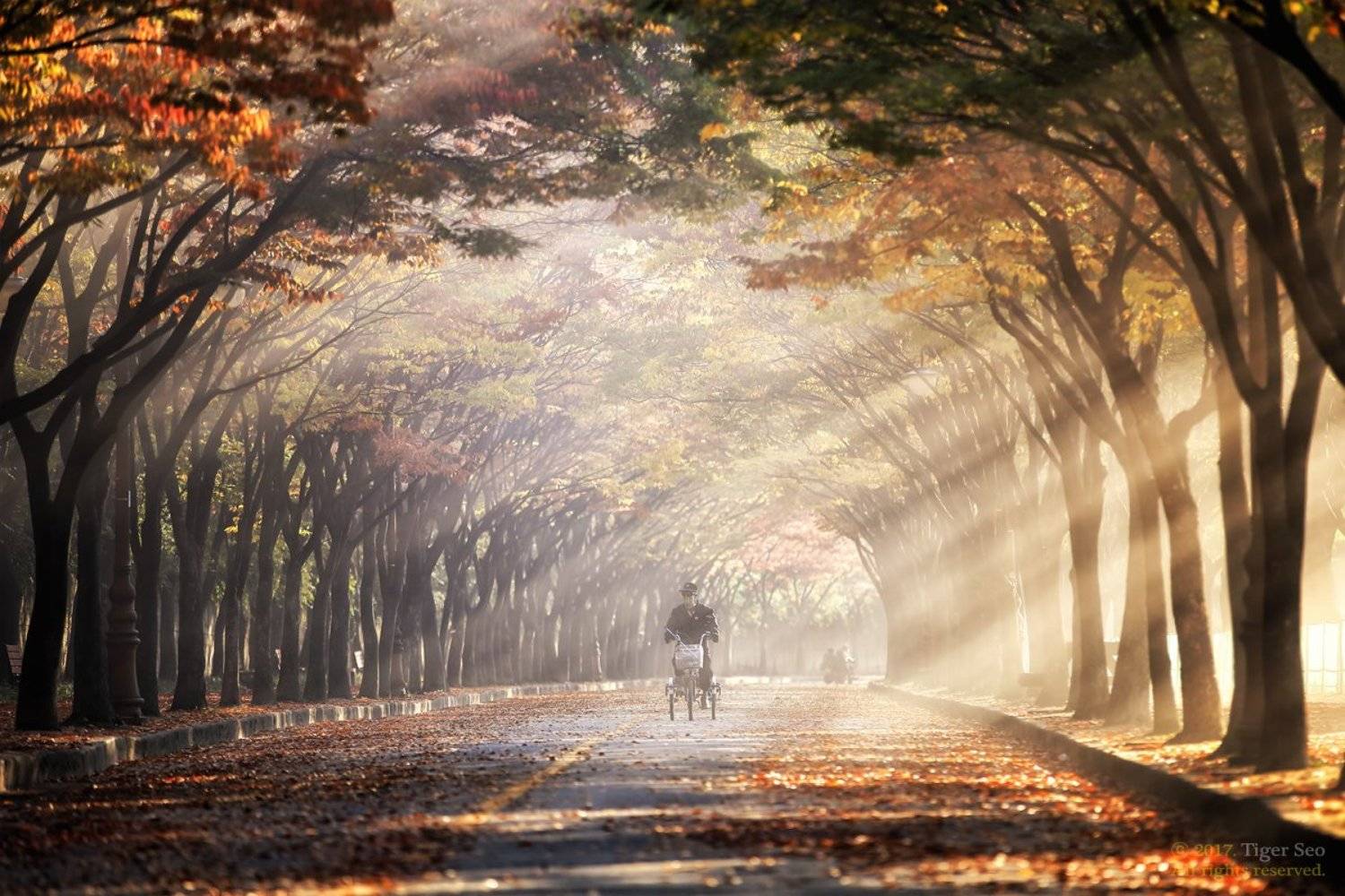 rays morning trees rider landscape travel light sunrise Korea, Seo Tiger