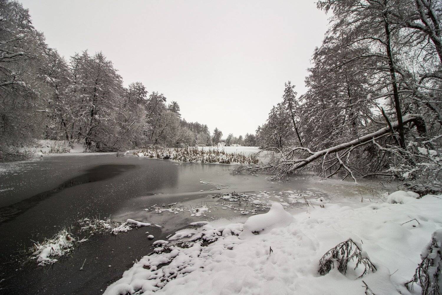 зима, лес, река, озеро, вода, усмань, снег, Руслан Востриков