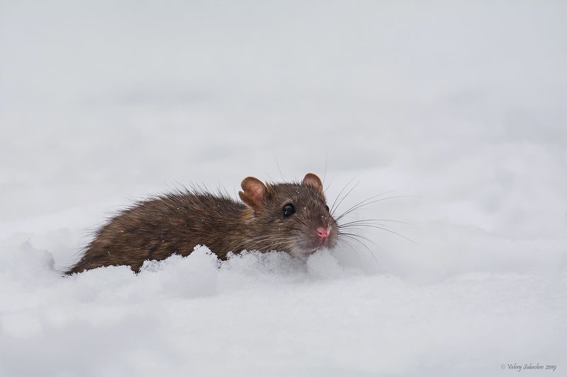 Скажи, караванщик: Когда же вода ? фото превью