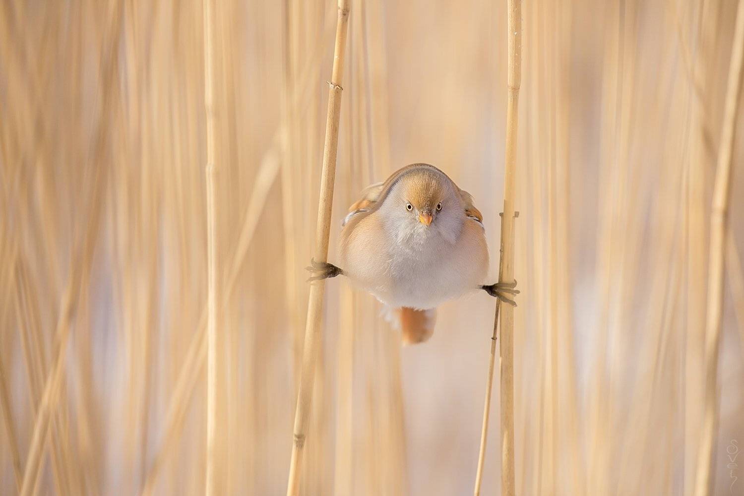 усатая синица, шпагат, Байбекова Светлана