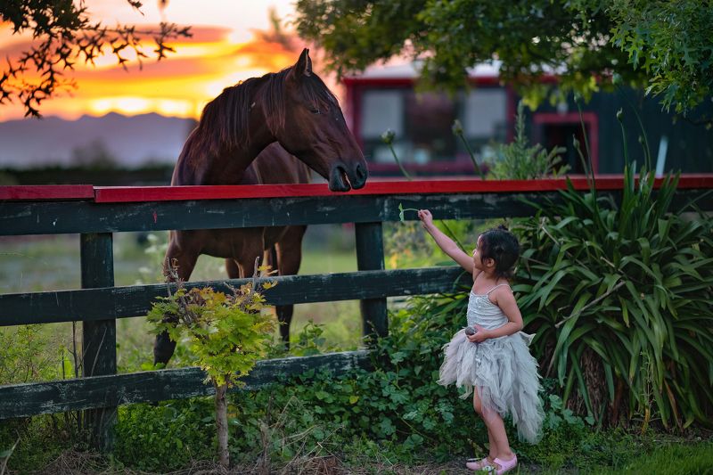 horse talk фото превью