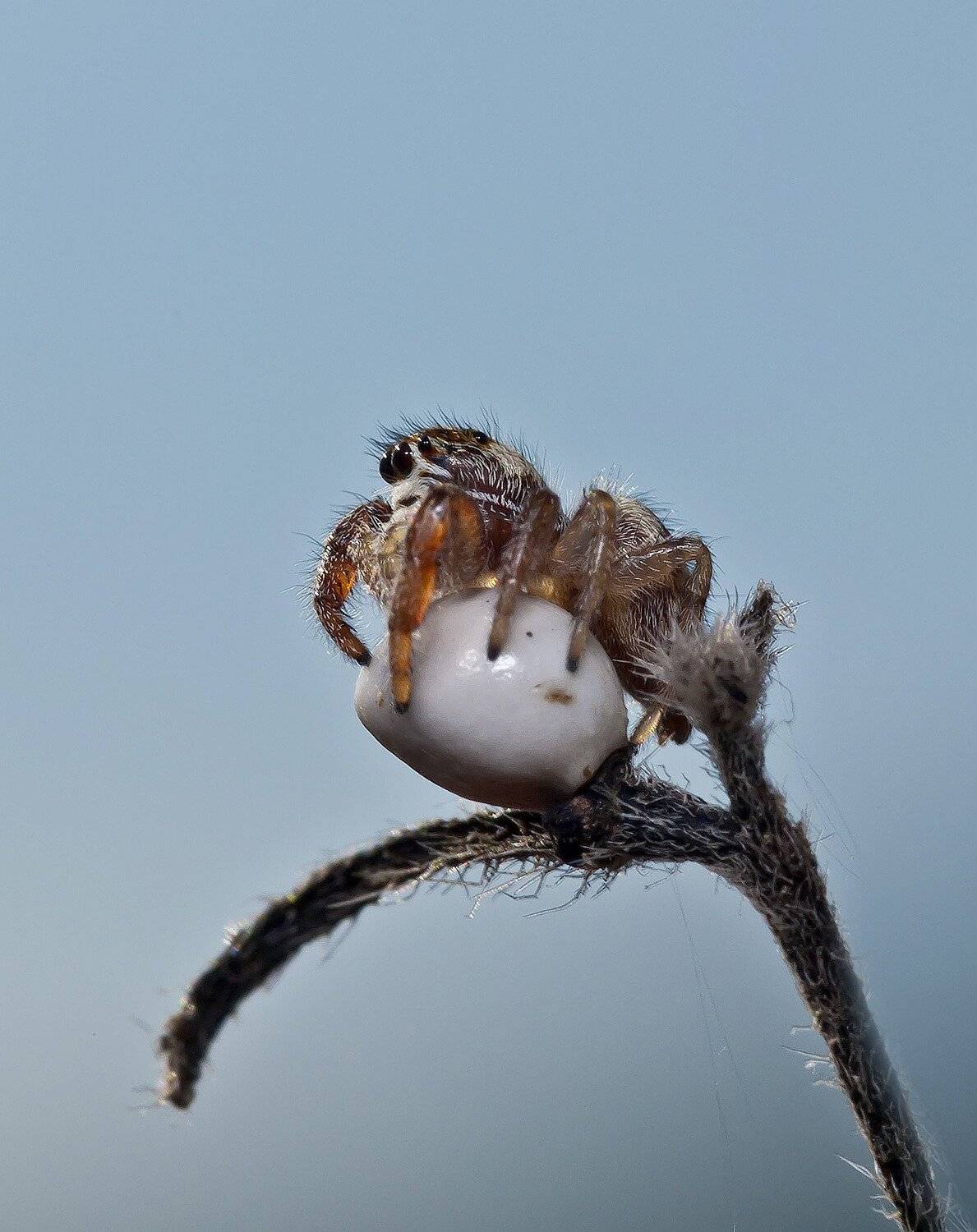 макро, насекомые, пауки, скакунчик, Александр Земляной