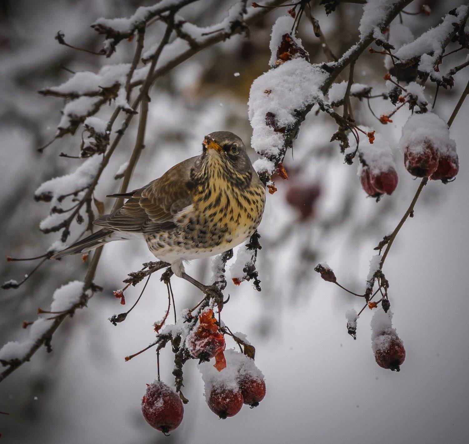 , Курлянцев Алексей